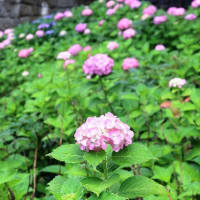 佐伯山緑地の紫陽花