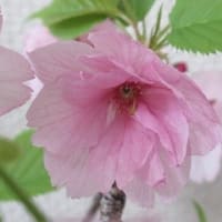 名古屋季節だより18　「盆栽の桜、昨年の猛暑に葉落ち」