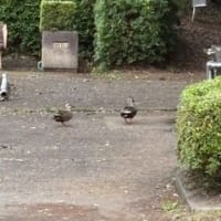 公園で発見