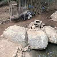 動物園と動画