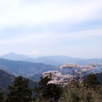【感】高尾山にハイキングに行ってみる