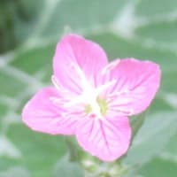 オニユリが咲いた