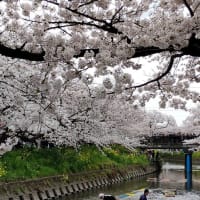 岩倉市五条川桜祭を歩く