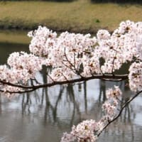 伊勢原公園の桜
