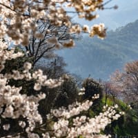 岩太郎の枝垂れ桜を撮影
