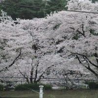 曇天花冷えながら稲城の桜スポットを巡る