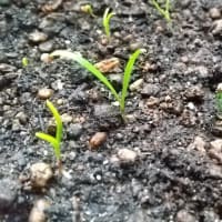 ほうれん草の種まき