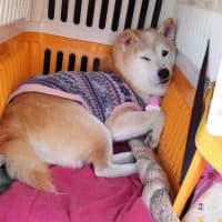 クリンへの想いは尽きなくて・・・309