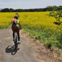 鳥海高原菜の花サイクリング開催