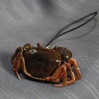 生物細密画「サワガニの子育て」 美術品・アンティーク