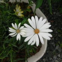 今日のＧａｒｄｅｎ　ステラ23　☆