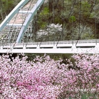やまなみ荘定例会＆県道上生坂信濃松川停車場線清掃作業＆鷺の平集落の八重桜の風景