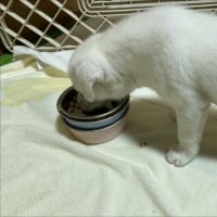 食いムラ大王再び