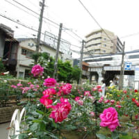 バラの花！！