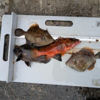 南伊豆 下流 今日の釣果