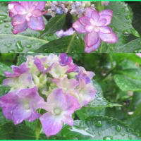 雨紫陽花