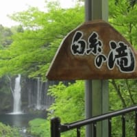 富士芝桜まつり2024（息をのむピンク）