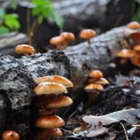 晩秋のキノコの山へ…