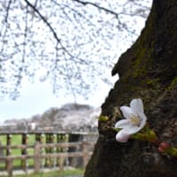 花曇り、桜の城址公園。