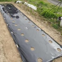 2025年＿里芋植え付け畝の黒マルチ張り