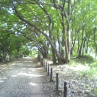 ランニング…聖蹟桜ヶ丘まで往復