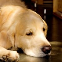 犬の健康診断で肝臓の数値が高かった！そのドックフードちょっと待った～！！