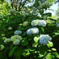 六甲高山植物園、ぶらぶら歩き。・・・２　アジサイ