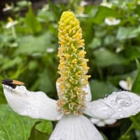 野生の花　　その5
