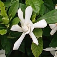 生命(いのち)は永遠