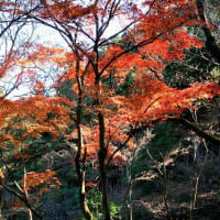06/29奈良京都への旅-17（紅葉の銀閣寺）