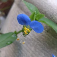 今朝の最低気温16.5℃