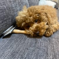 ドッグらんらん♪