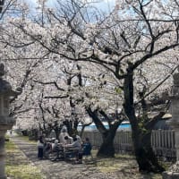桜のお花見に出かけました！！