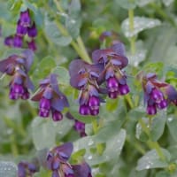 セリンセマヨール　ムラサキ科　地味ですが、紫色の釣鐘状の花です。今日の野鳥：コゲラ