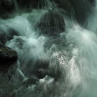 花の端境期の水林自然林には菌従属栄養植物などが（2025.6.8）#1