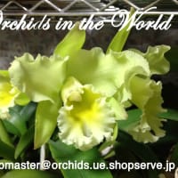 V. Pachara' Delight' FCC/JOGA & V. Pachara Delight 'Pink'