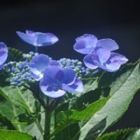 紫陽花の詩