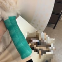 犬の骨折ギプスで治療中！