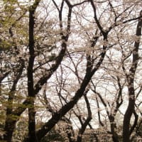 2019.4.29記　代々木公園桜　2019