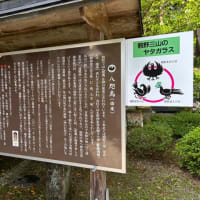 サッカーと八咫烏