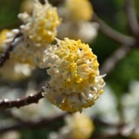 オカメザクラ・春めき桜狩り　神奈川県鎌倉市　日比谷花壇大船フラワーセンター（２）オカメザクラは見頃過ぎ、春めき桜は見頃です