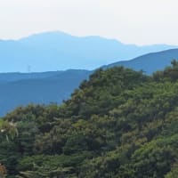 やはり治療の合間に少しだけ花散策！（ウスキムヨウランとクモキリと！）