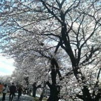 千本桜。