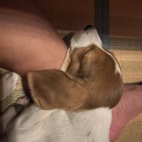 かわいい悪魔がやってきました