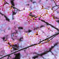 ●河津桜と菜の花