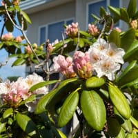 石楠花の花を観ていたら、お月さんが目に入った