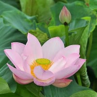 翠池の蓮花～２