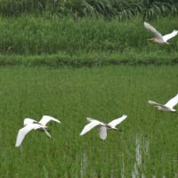 見つけたアマサギ