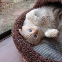 うちの息子。モモとサクラ