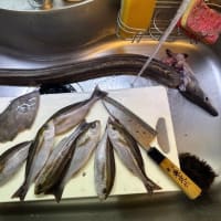 長男が雑魚をいっぱい・買い物と逮夜お参り